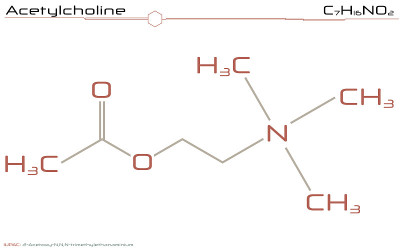 分子的乙酰胆碱