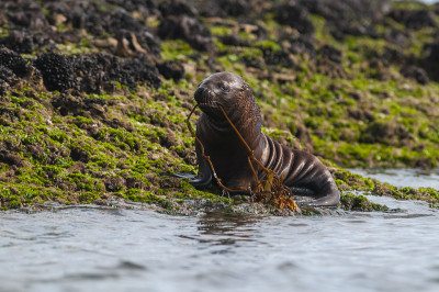 海狮幼崽
