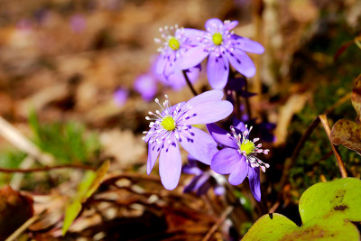 两个Hepatica贵族花
