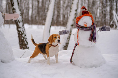小猎犬和雪人在树林里