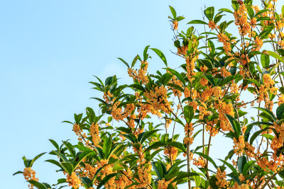 黄桂花在桂花树在秋天开花