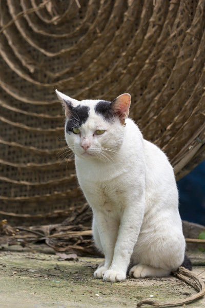流浪猫白色的样子在泰国找点东西