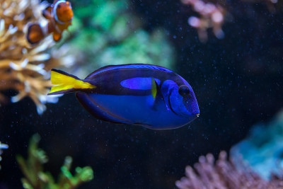 蓝surgeonfish(副肝)。