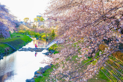 春野川(东京Chofu)
