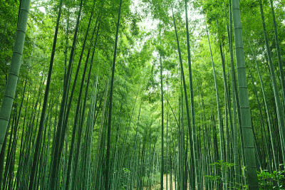 竹林