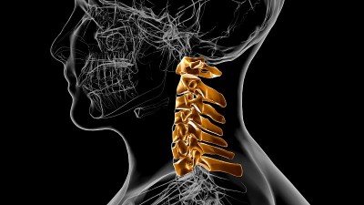 人体骨骼脊柱颈椎解剖3D