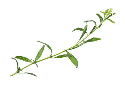 分离的新鲜牛膝草(牛膝草)芽