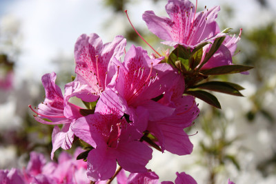日本杜鹃花紫“Koenigstein”和杜鹃花白“钻石白”