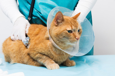带颈托的红猫