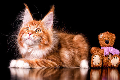 黑色背景上的缅因猫。