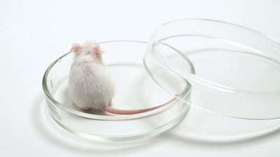 用于生物实验的实验小鼠