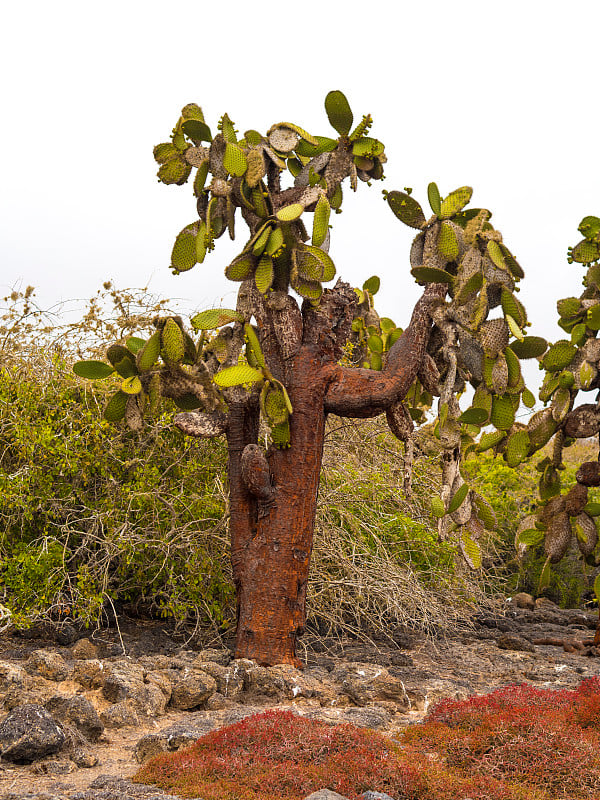 Amazing Cactus Trees 0n South Plaza Island - Galap