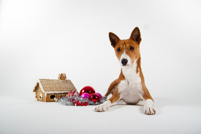 Basenji