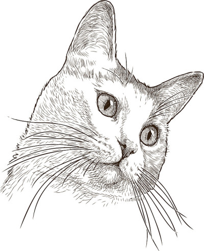 一只家猫的肖像