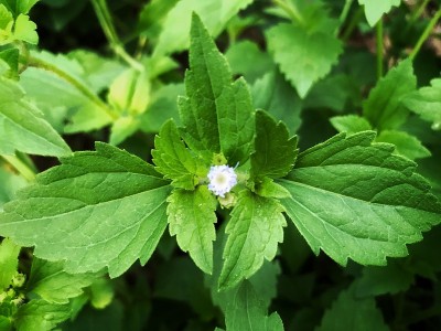 小白花