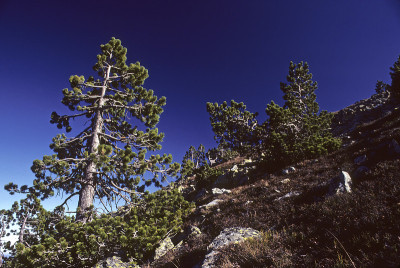 Mugo松