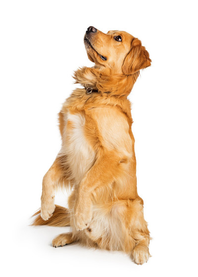 专注的金毛猎犬坐起来