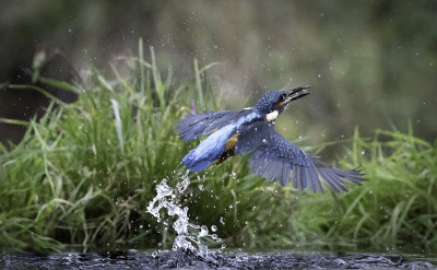 翠鸟(Alcedo atthis)从水里冒出来的侧影。
