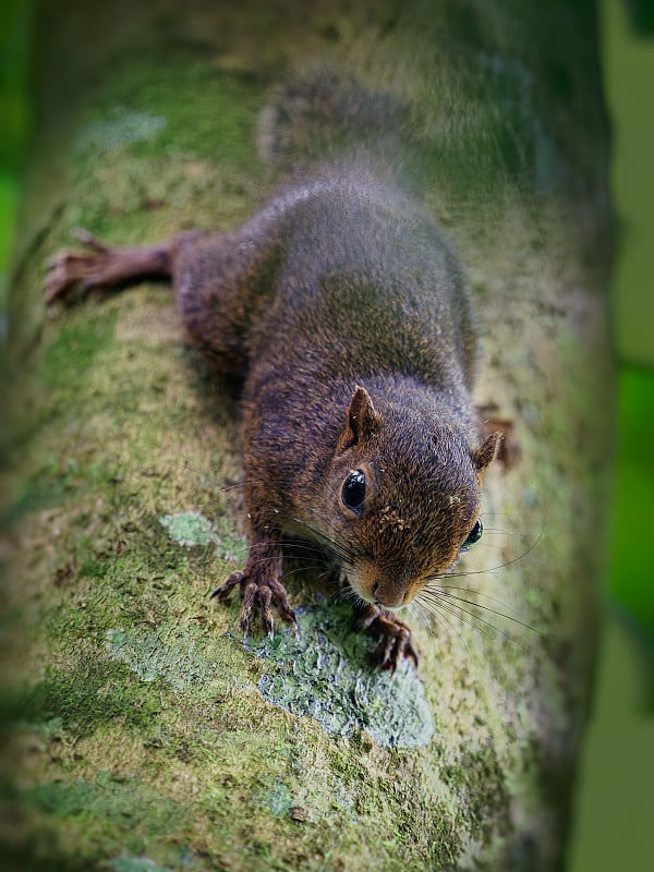 中美洲矮松鼠，也叫侏儒松鼠- Microsciurus alfari，在哥伦比亚，哥斯达黎加，尼加拉