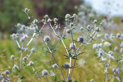 野生药用植物海冬青或芹属植物