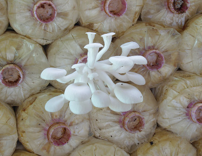 平菇