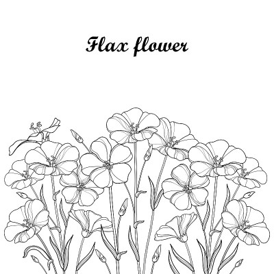 矢量花束与轮廓亚麻植物或亚麻子或亚麻。花束，芽和叶在黑色孤立在白色的背景。