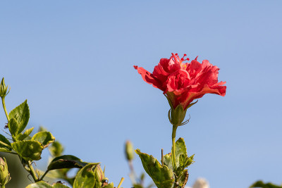 红色的芙蓉