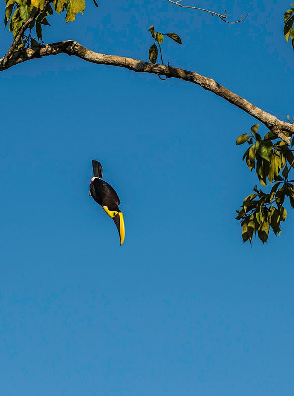 黄喉巨嘴鸟(Ramphastos ambiguus)是哥斯达黎加巨嘴鸟科的一种大型巨嘴鸟