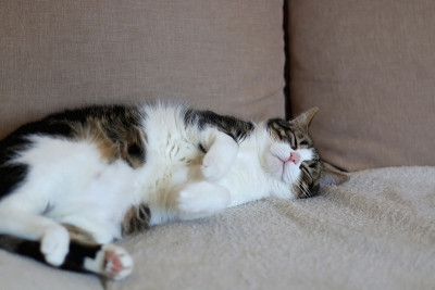 家猫