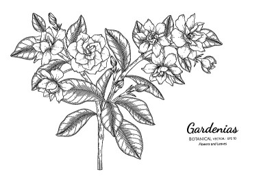 栀子花和叶手绘植物插图与线艺术。