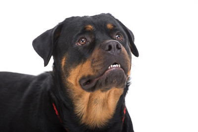 狗