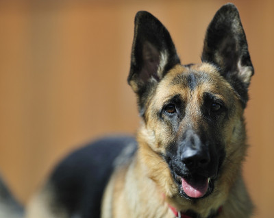 德国牧羊犬