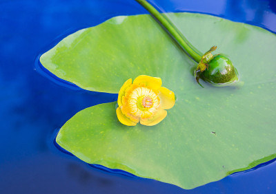 花和花蕾。黄莲