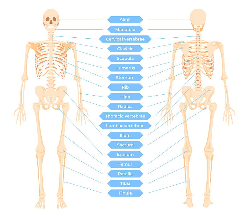 图解人体骨骼系统矢量图。解剖骨骼的主要部位，医疗体块