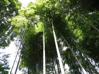 日本竹福勒斯特