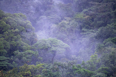 阿雷纳尔火山国家公园的云雾森林