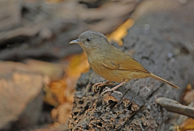 Brown-cheeked Fulvetta
