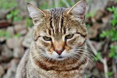 猫