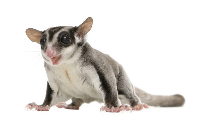 糖滑翔机- Petaurus breviceps(3岁)