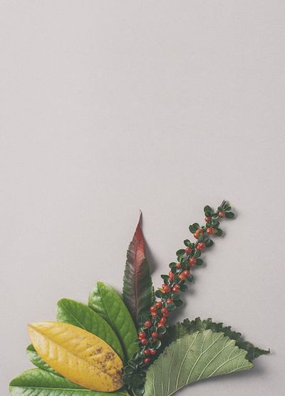 秋天的落叶