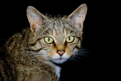 苏格兰野猫，野猫