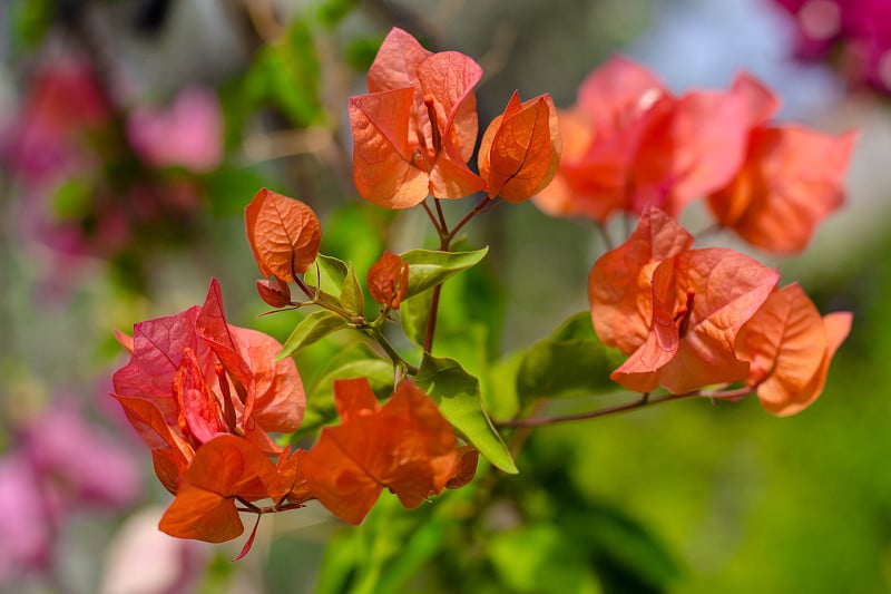 叶子花属