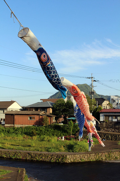 别府日本锦鲤飞鱼节的特写镜头