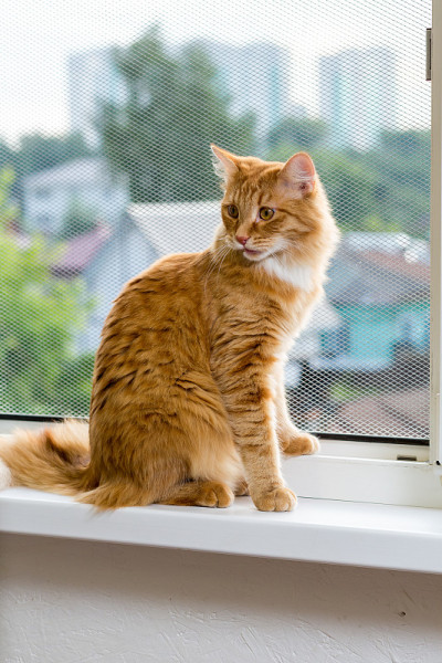 这只缅因猫(Maine Coon)品种的红色毛绒绒的小猫咪坐在靠近金属格栅的窗户上