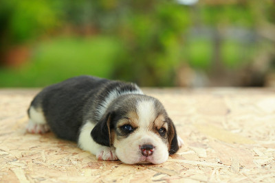 小猎犬正在睡觉，看着自然的绿色背景