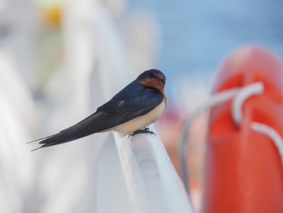 彩色鸟的特写，谷仓燕子(Hirundo rustica)