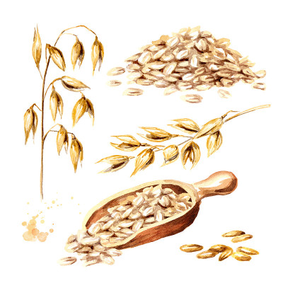 燕麦片，谷物和燕麦穗组。水彩手绘插图孤立的白色背景