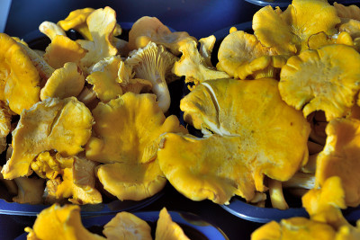 Chanterelle [Cantharellus cibarius]