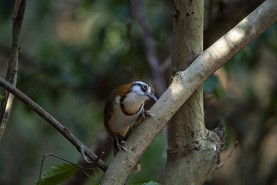 小民族Laughingthrush
