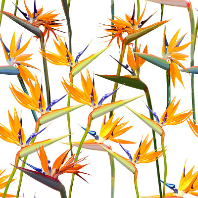 Seamless background with Strelitzia Reginae